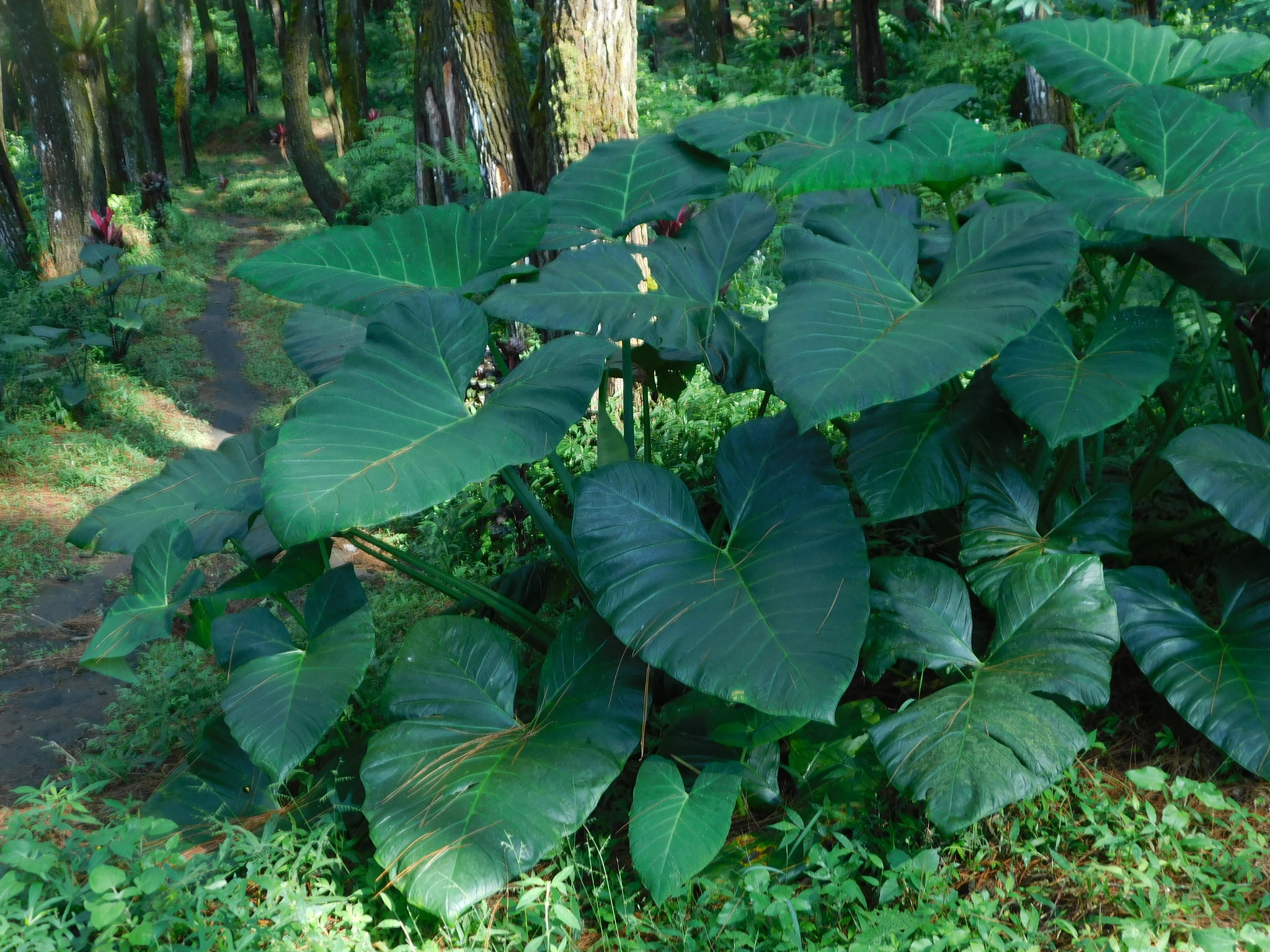 Xanthosoma sagittifolium